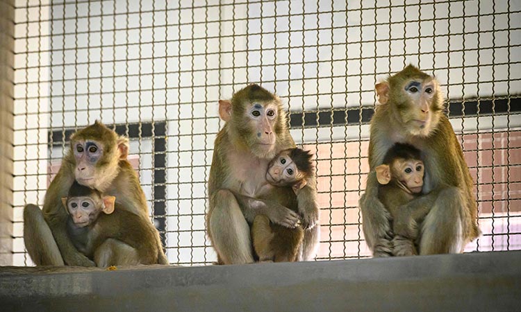 Lab monkeys escape after US road crash