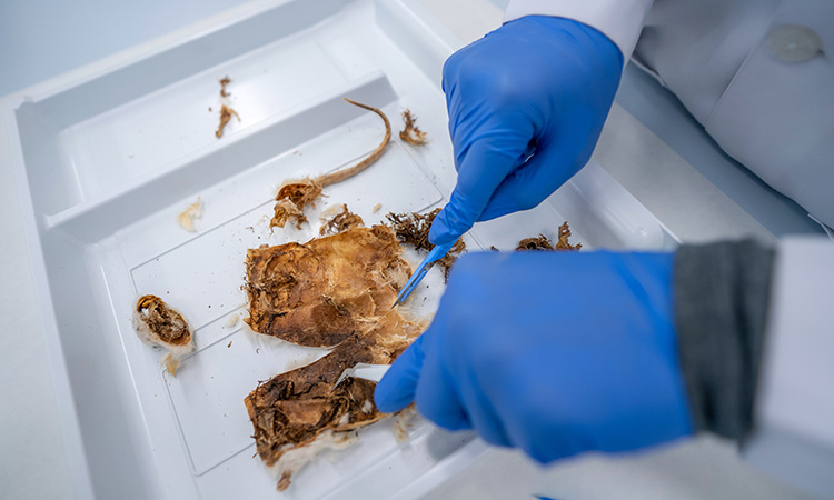 Dubai Police determine time of death of decomposed body through forensic database of insects