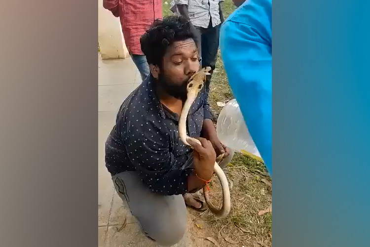 Man tries to kiss king cobra he rescued, gets bitten on lips