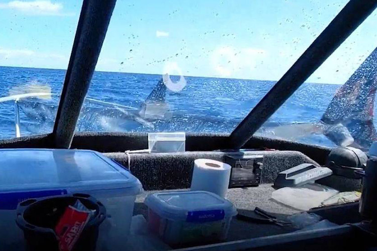 3-metre giant shark jumps onto deck of boat off New Zealand