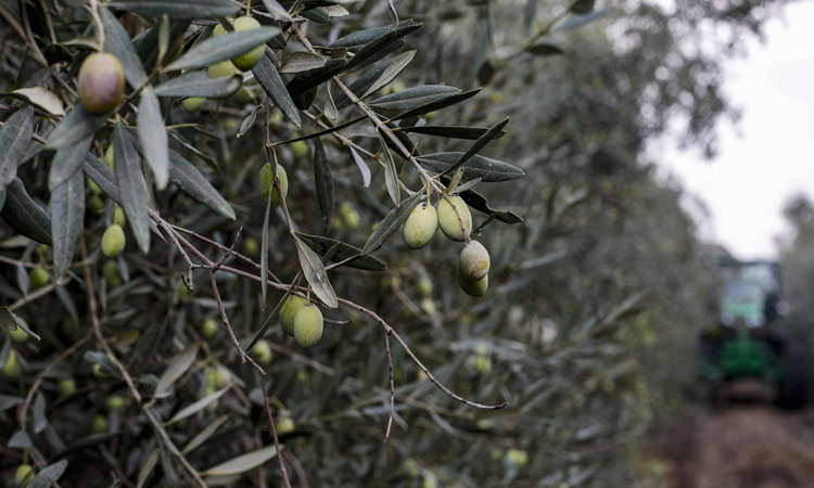 Syrian murders brother's entire family, kills himself over olive harvest