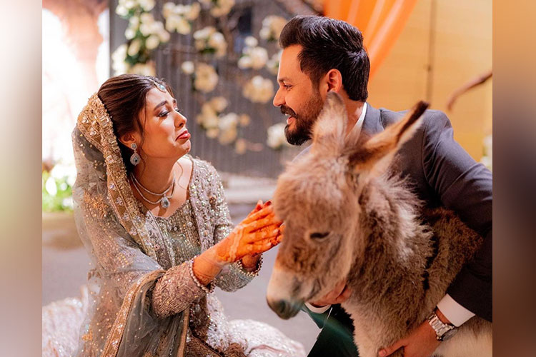 Pakistani groom gifts bride a donkey as a wedding present