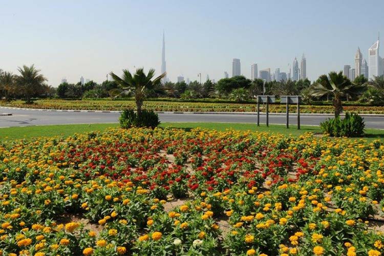 Dubai Municipality plants more than 170,000 trees in 2021 