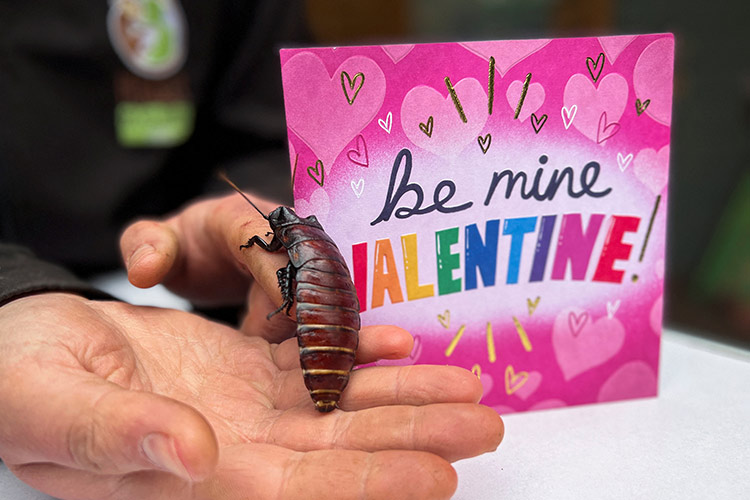 Jilted lovers take revenge by naming cockroaches for Valentine's Day