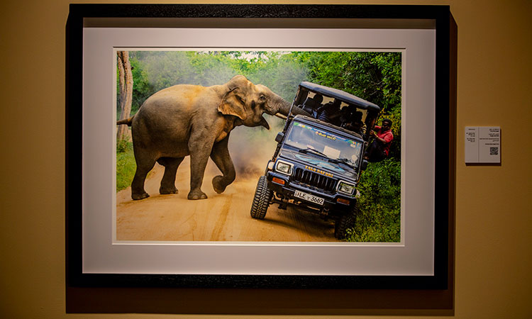 Sharjah’s Xposure: Stop messing around, angry elephant tells Lankan tourists