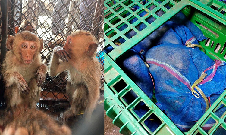 Live monkeys found stashed in bags in Thailand