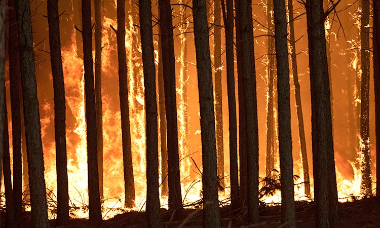 Light rain brings hope for Argentina as wildfires destroy almost 800,000 hectares