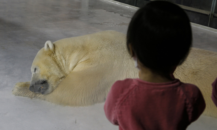 Mother throws 3-year-old daughter into bear’s enclosure in Uzbekistan