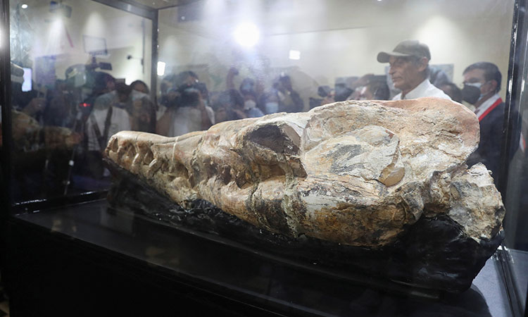 In Peru, skull of 'marine monster' points to fearsome ancient predator 