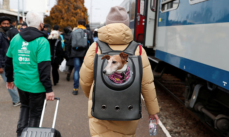 Indian nationals evacuated from Ukraine bring pet dogs