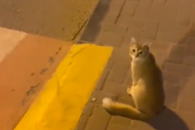 Video of a law-abiding cat wins hearts on Internet