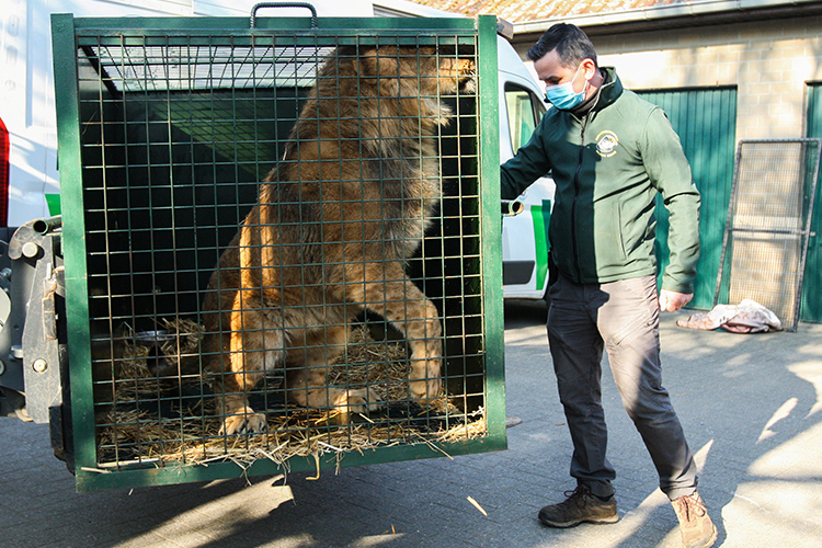 Dutch sanctuary hosts ‘traumatised’ Ukrainian lions, tigers