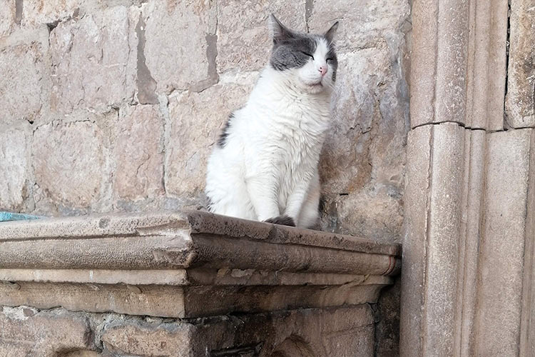 Dubrovnik cat eviction sparks storm, 12,000 sign petition favouring 17-year-old feline