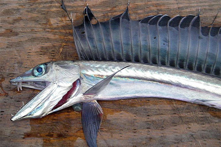 ‘Dracula fanged’ creepy fish washes up on a California beach 