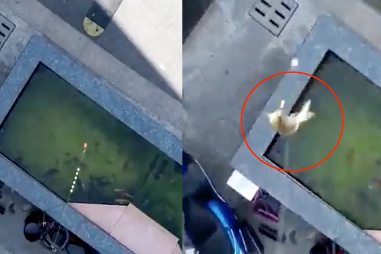 VIDEO: Man uses drone to catch fish from highrise in virus-hit Shanghai