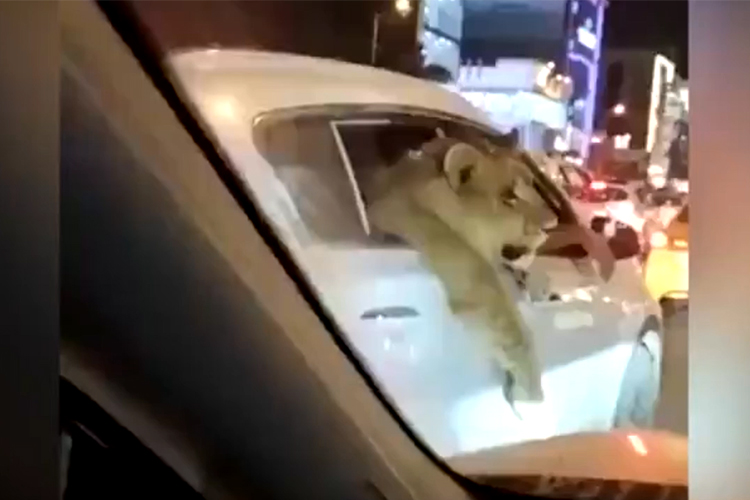 Video of a lion enjoying a car ride in Baghdad sparks debate