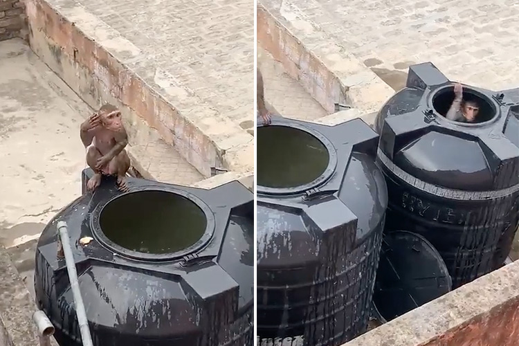 Video of monkeys taking bath in rooftop water tanks designated for domestic use goes viral