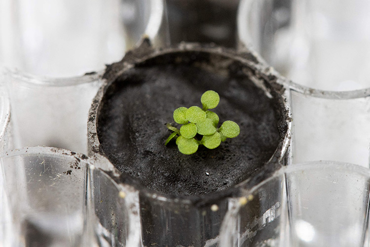 Nasa scientists successfully grow plants in soil from the Moon