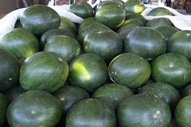 Love for watermelon proves fatal for entire family in Egypt