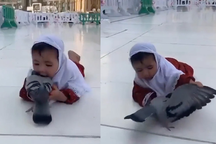 Video of a toddler playing with a pigeon at Grand Mosque of  Makkah delights netizens