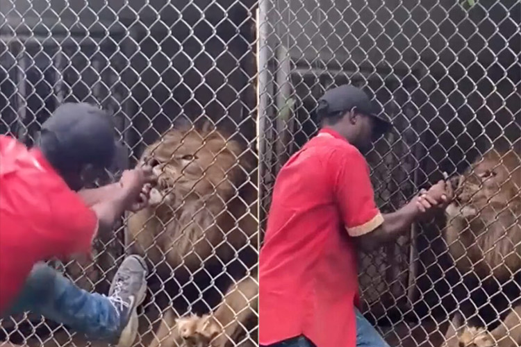 VIDEO: Bragging zookeeper loses finger after putting it inside lion’s mouth in front of horrified visitors