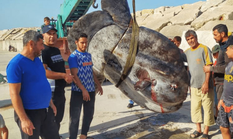 VIDEO: Syrian fishermen catch giant fish weighing 1 tonne