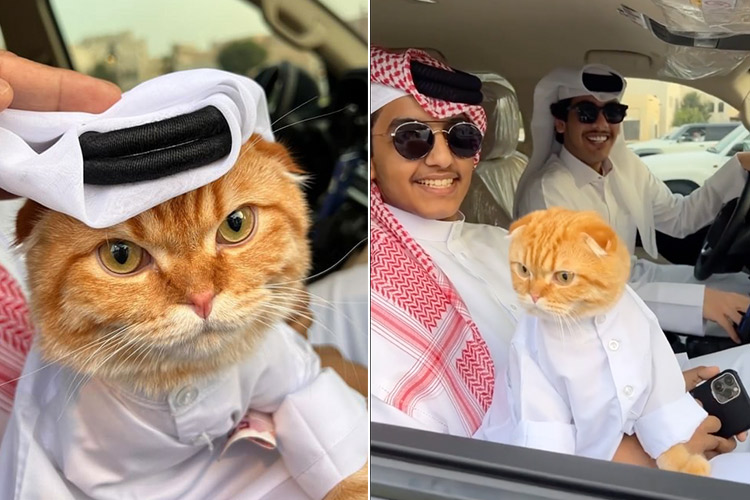 VIDEO: Paw-some: Qatari youth dressing their cat in traditional attire win hearts on social media  