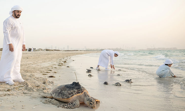 Hamdan Bin Zayed releases rescued sea turtles at Saadiyaat Beach