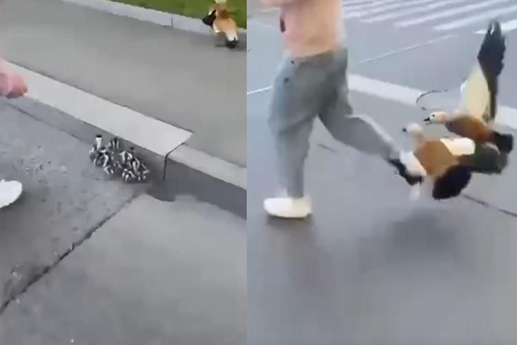 VIDEO: Angry ducks attack youth who wanted to photograph ducklings in Moscow