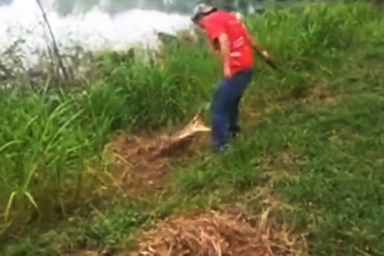 VIDEO: Drunk man stones female crocodile laying eggs, she nearly drags him into the water