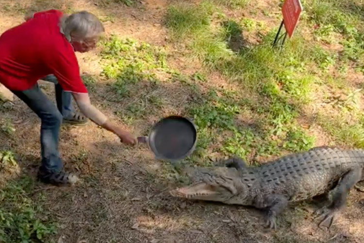 VIDEO: Angry man fights off huge crocodile with frying pan in Australia