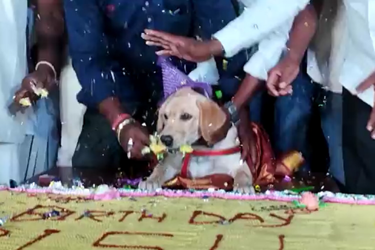 VIDEO: Man celebrates dog’s birthday with 100 kg cake, feeds 4,000 guests in India