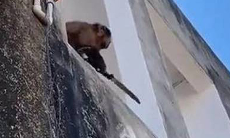 VIDEO: Knife-wielding monkey that terrorised Brazilian city, captured