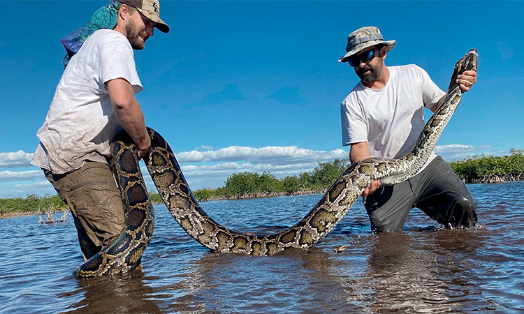 Python hunt! 800 compete to remove Florida's invasive snakes