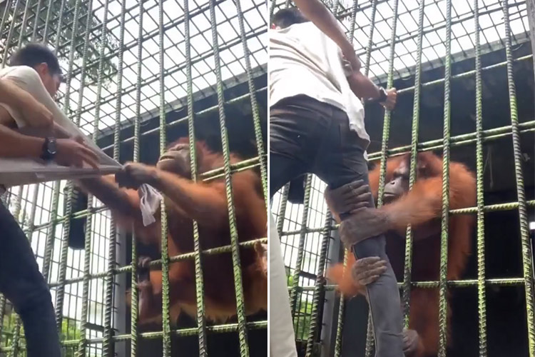 VIDEO: Naughty orangutan pulls man's T-shirt and leg, video goes viral 