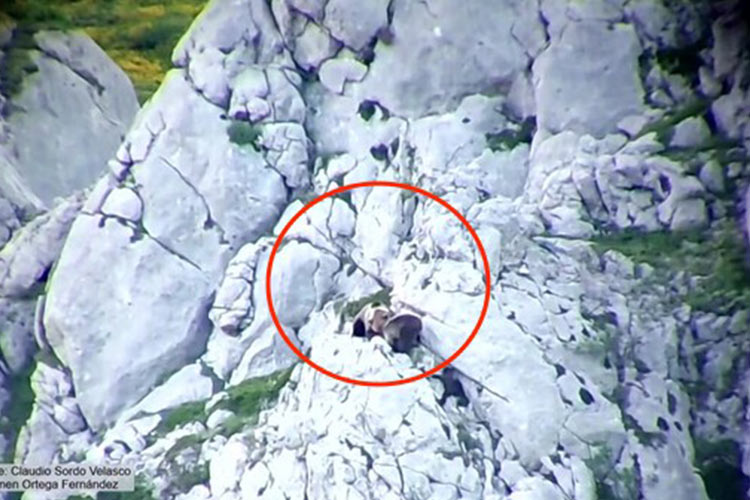 VIDEO: Mother bear survives fall off cliff while defending cub from vicious attack in Spain mountain