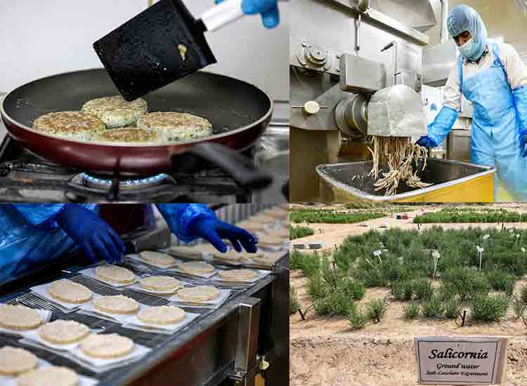 Desert-grown superfood puts 'healthy' burgers on UAE menus