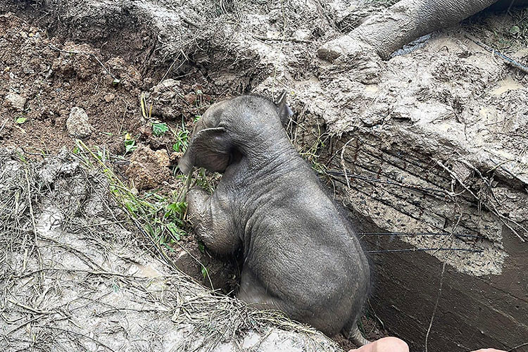 VIDEO: Baby elephant pulled from Thailand manhole in dramatic rescue