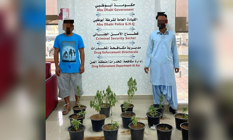 VIDEO: Abu Dhabi Police arrest two Asians for growing cannabis