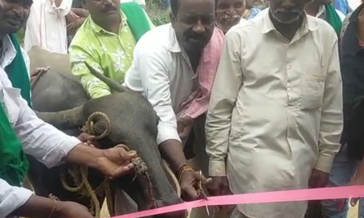 Upset with lawmakers, Indian villagers get a buffalo as chief guest to open bus shelter 