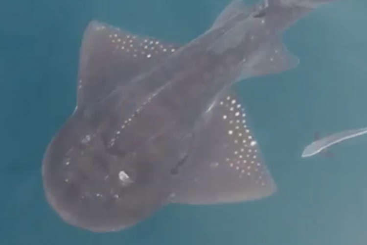 Emirati fisherman spots rare Guitarfish off the coast of Ras Al Khaimah