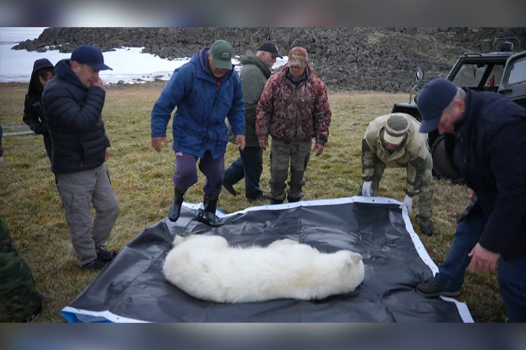 VIDEO: Polar bear in remote Russian region rescued after a milk can get stuck in its mouth