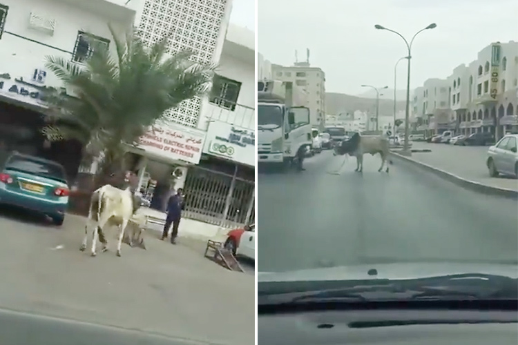 VIDEO: Motorist captures 'thug bull' that was terrorising passersby and cars in Oman