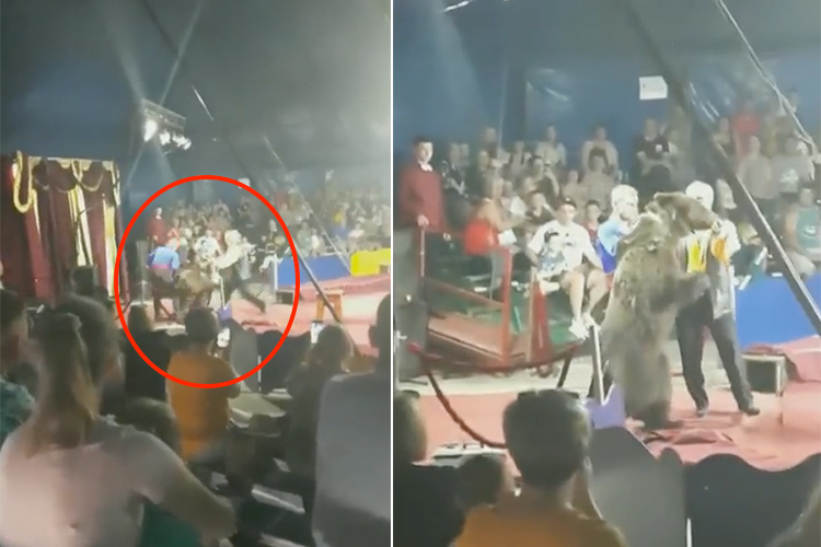 VIDEO: Brown bear attacks its trainer at circus in Russia