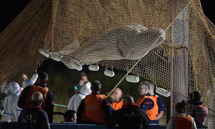 Beluga whale dies during rescue attempt in France: Officials