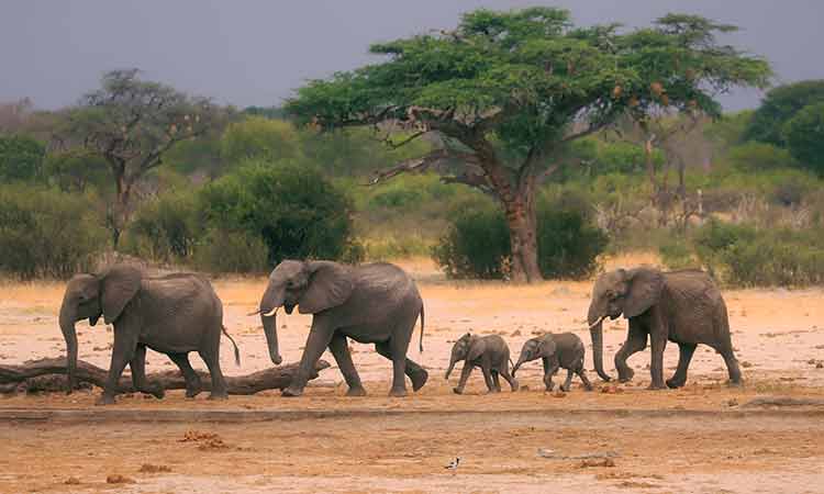 African wildlife parks face climate, infrastructure threats