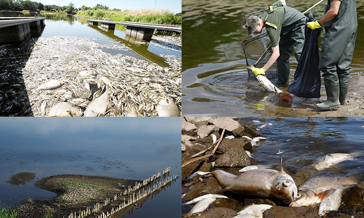 Europe drought dries up rivers, kills fish and shrivels crops