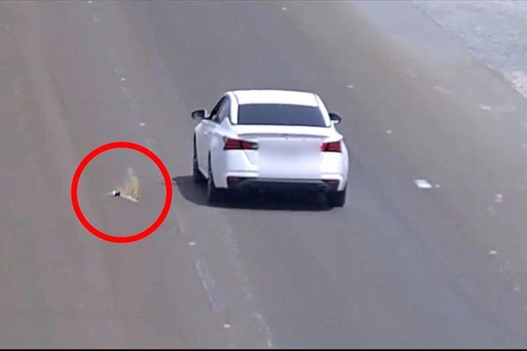 VIDEO: Abu Dhabi Police fine 162 motorists for littering roads and public facilities 