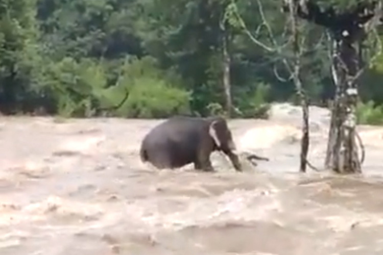 VIDEO: Elephant braves  overflowing river for nearly 3 hours to save itself