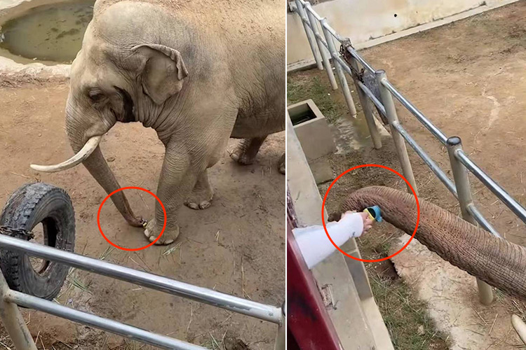 VIDEO: Elephant returns shoe dropped by baby in China zoo enclosure